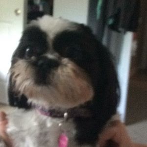 Meet your Posher, Gretchen